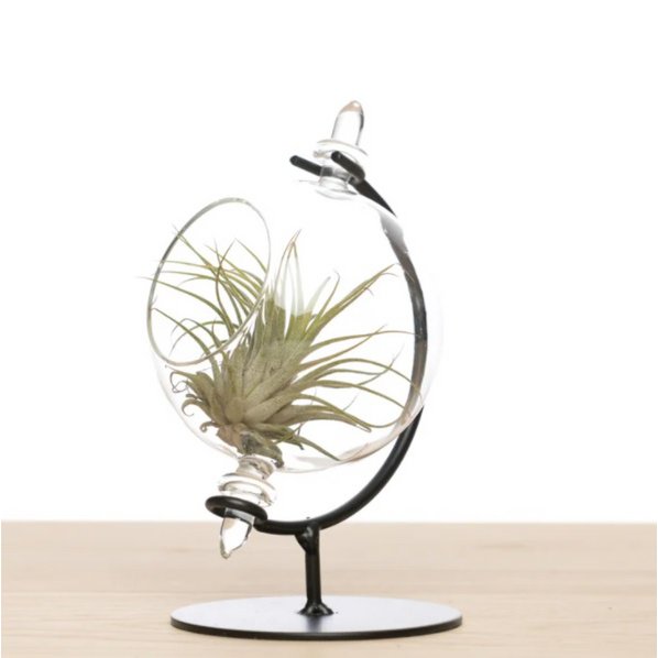 Luftpflanze | Airplant - Kleiner Globus + Ionantha Medium