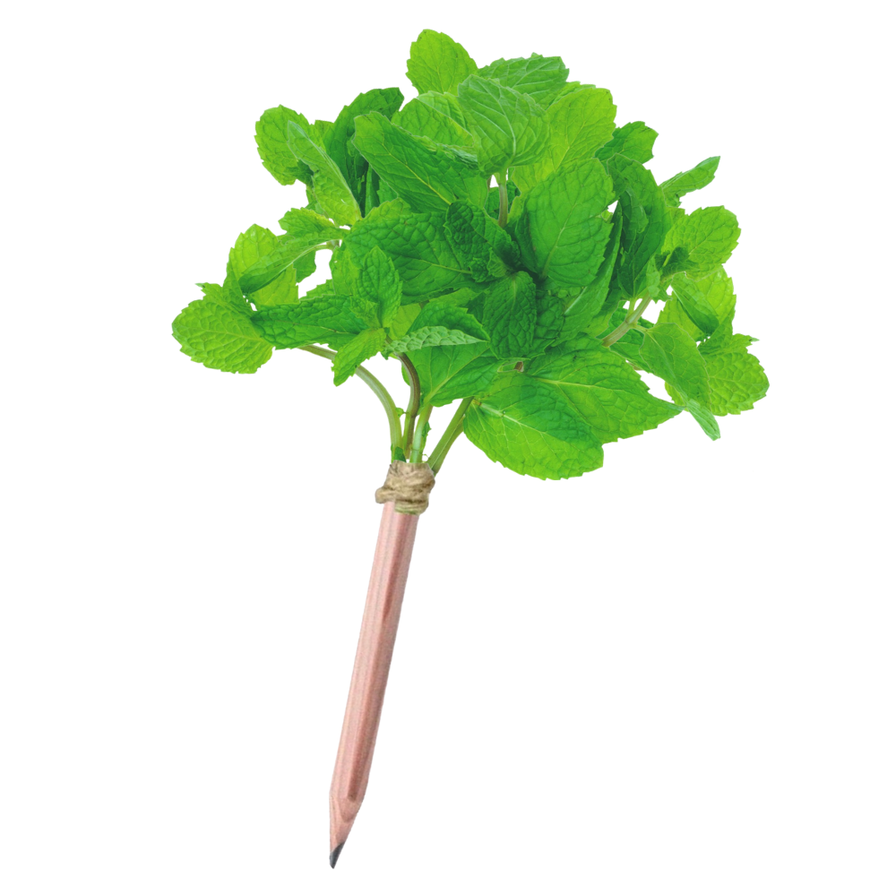 SEEDZ Blooming Pencil - 4 Bleistifte in pflanzbarer Verpackung - Basilikum