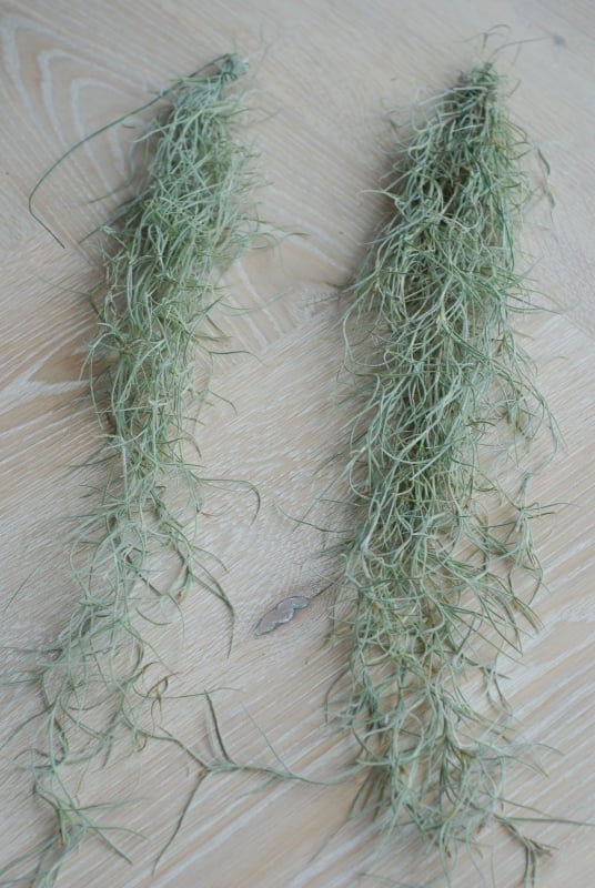 Luftpflanze | Airplant - Tillandsia usneoides - Spanisches Moos (lang)