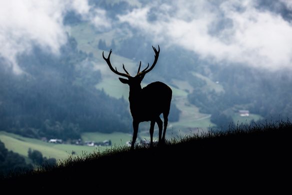 Buch ZU GAST IN KITZBÜHEL | Genuss, Lifestyle & alpine Küche entdecken