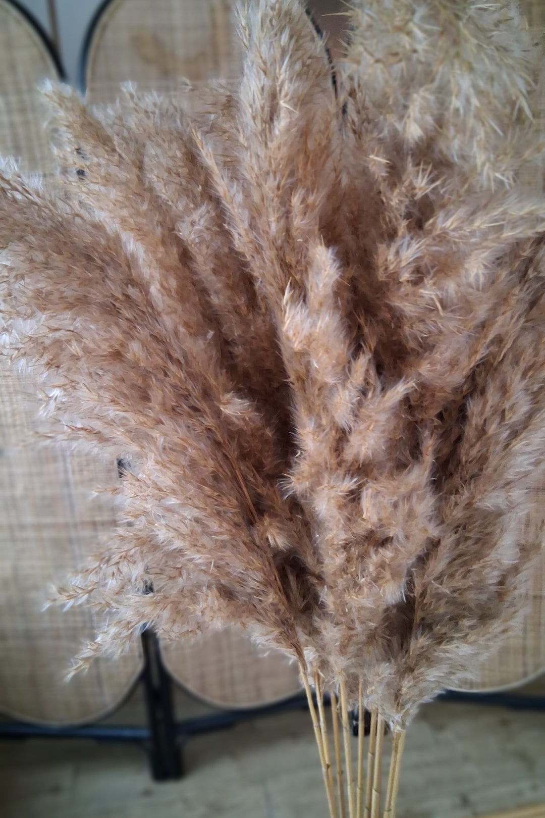 Pampas Grass NATURAL - 10er Bund