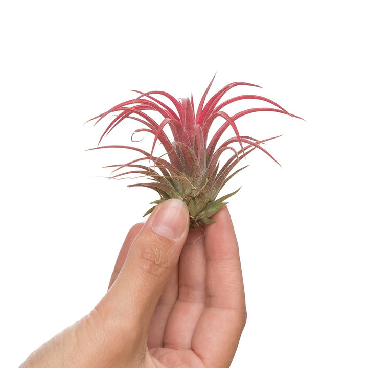 Tillandsia Ionantha Red