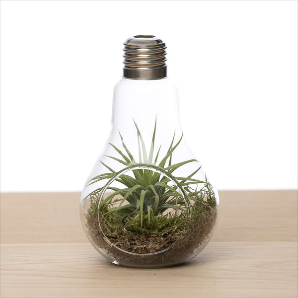 Luftpflanze | Airplant - Glühbirne + Luftpflanze