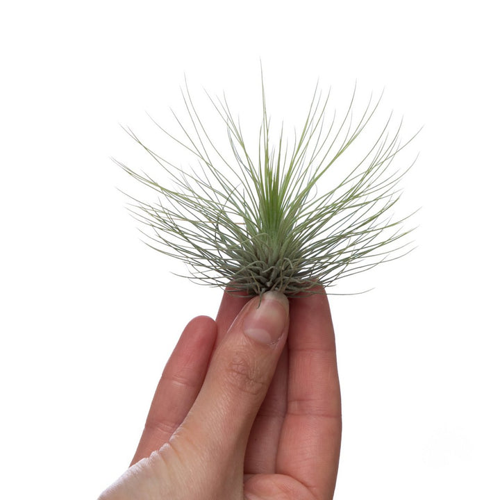 Tillandsia andreana XL