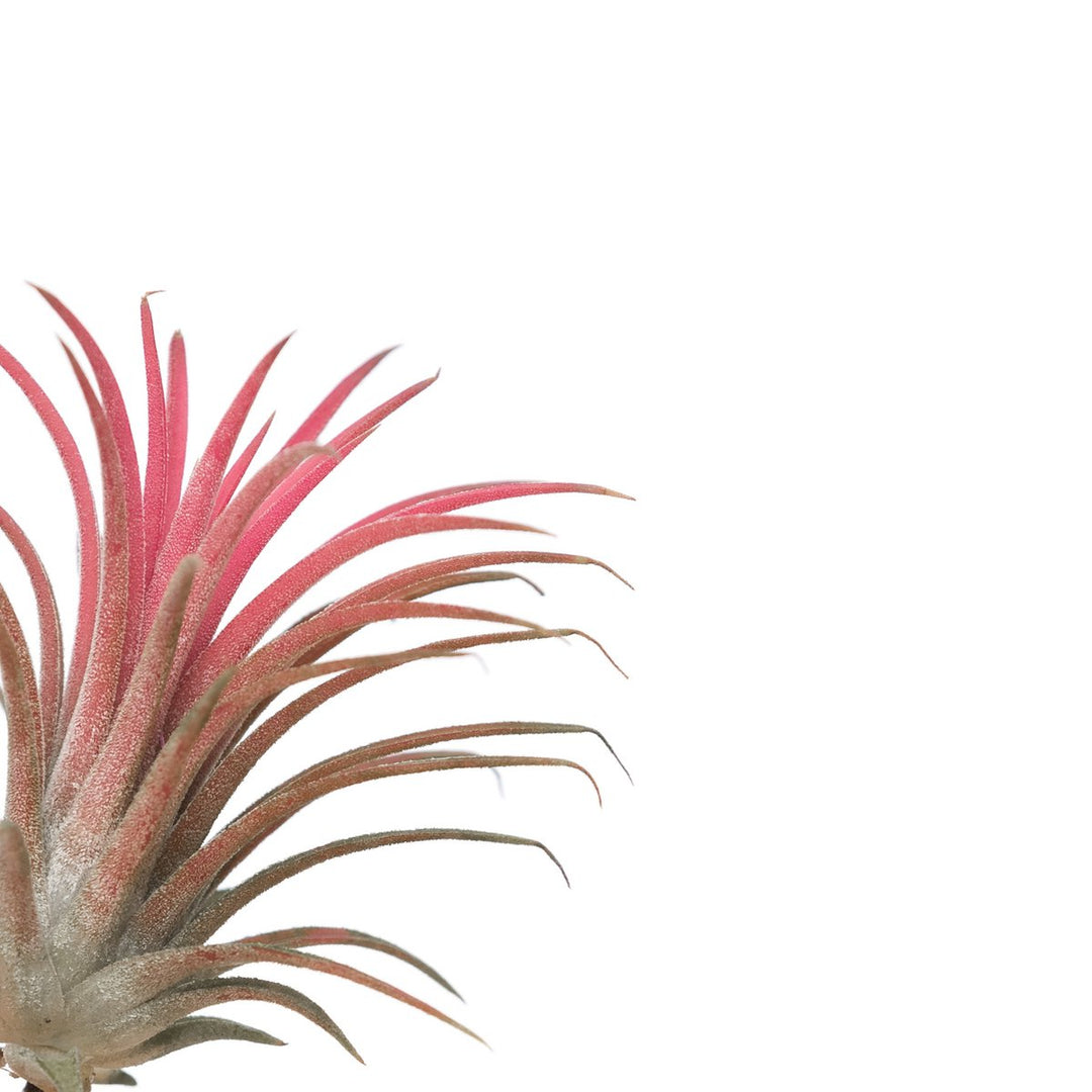 Tillandsia Ionantha Red