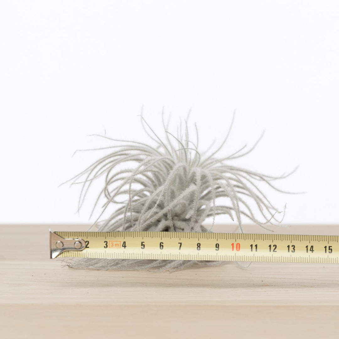 Tillandsia Tectorum Schnee