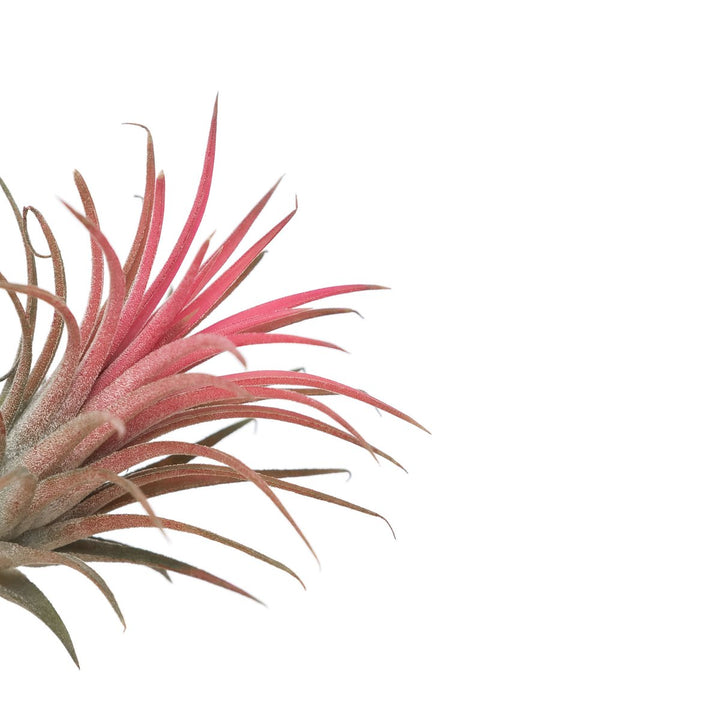 Tillandsia Ionantha Red