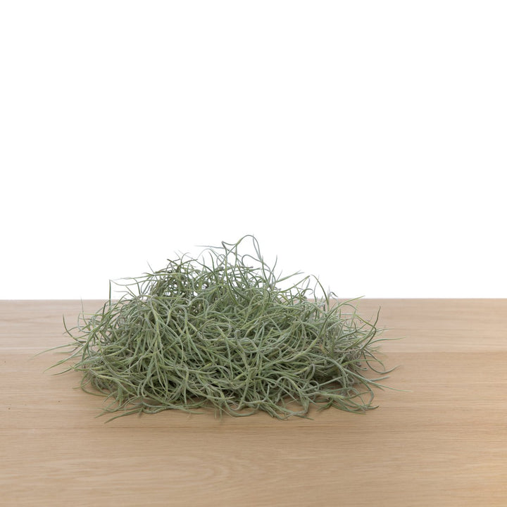 Luftpflanze | Airplant - Tillandsia usneoides - Spanisches Moos (lang)