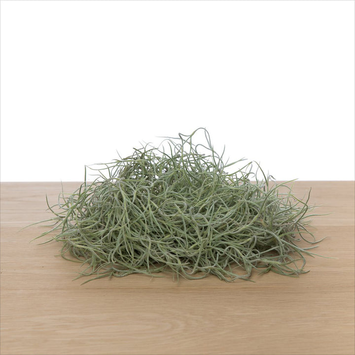 Luftpflanze | Airplant - Tillandsia usneoides - Spanisches Moos (lang)