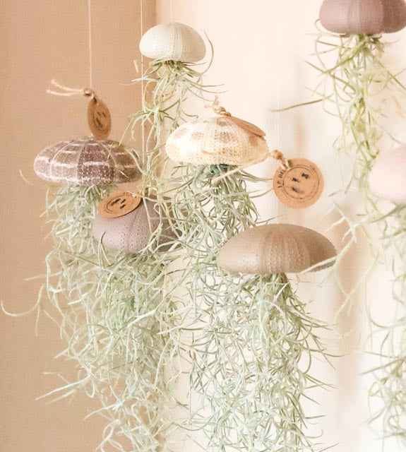 Luftpflanze Hänger – Seeigel mit Tillandsia – Grau