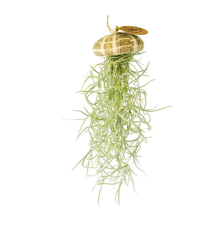 Luftpflanze Hänger – Seeigel mit Tillandsia – Natural