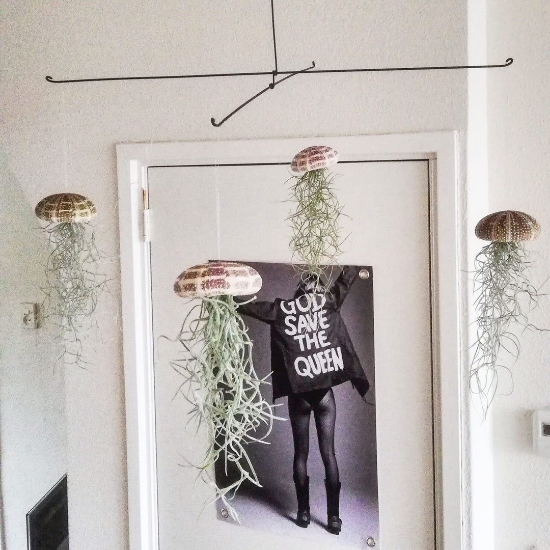 Luftpflanze Hänger – Seeigel mit Tillandsia – Natural