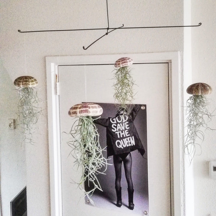 Luftpflanze Hänger – Seeigel mit Tillandsia – Natural