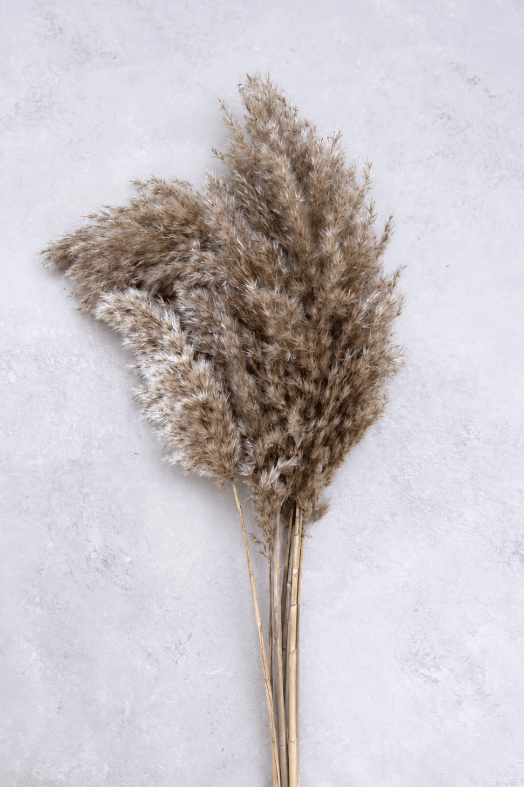 Pampas Grass NATURAL - 10er Bund