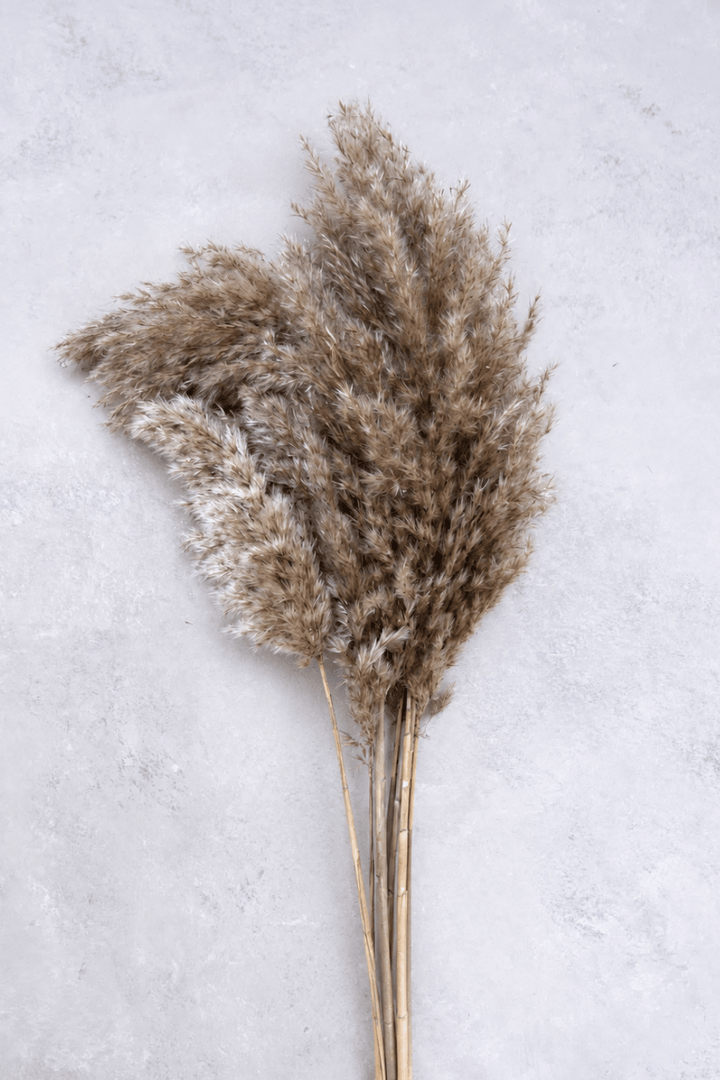 Pampas Grass NATURAL - 10er Bund