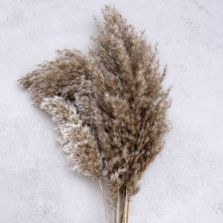 Pampas Grass NATURAL - 10er Bund