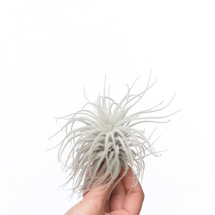 Tillandsia Tectorum Schnee