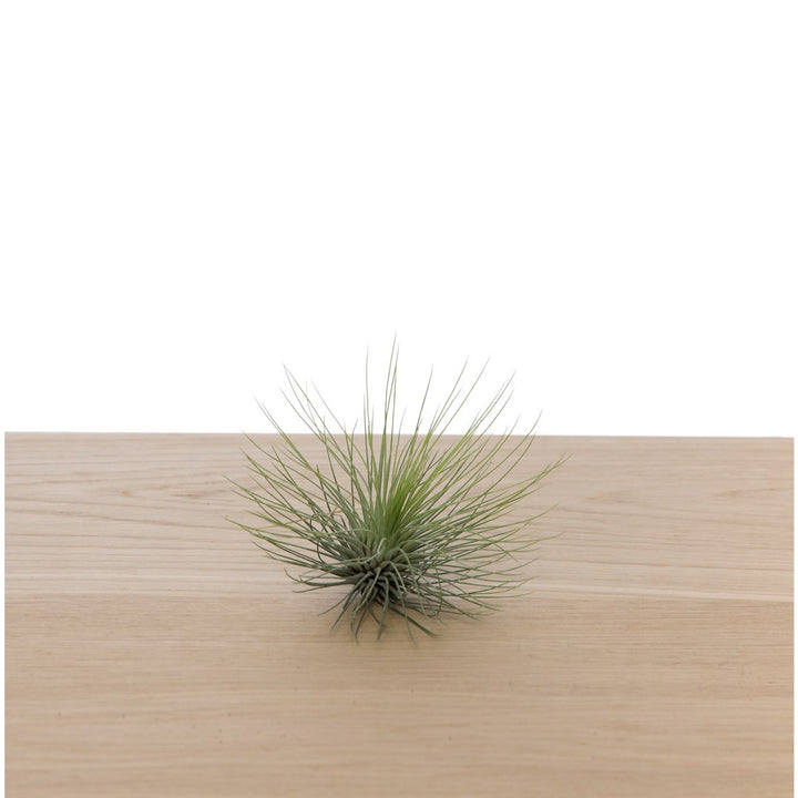 Tillandsia andreana XL