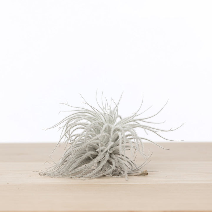 Tillandsia Tectorum Schnee