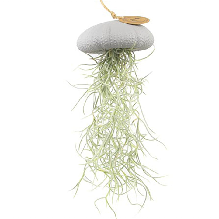 Luftpflanze Hänger – Seeigel mit Tillandsia – Grau
