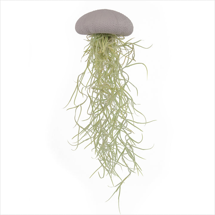 Luftpflanze Hänger – Seeigel mit Tillandsia – Lily